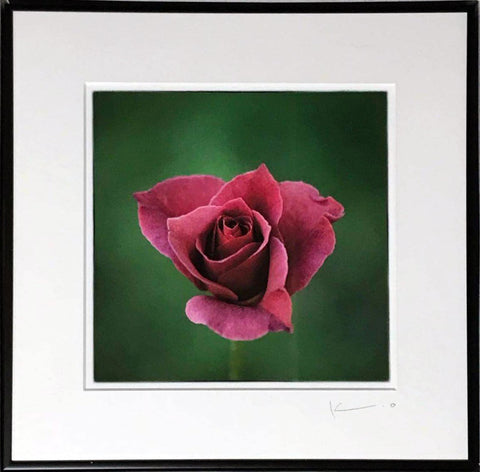 Untitled (Pink Rose)