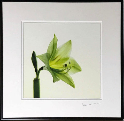 Untitled (Lily)