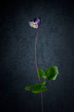 Untitled #1