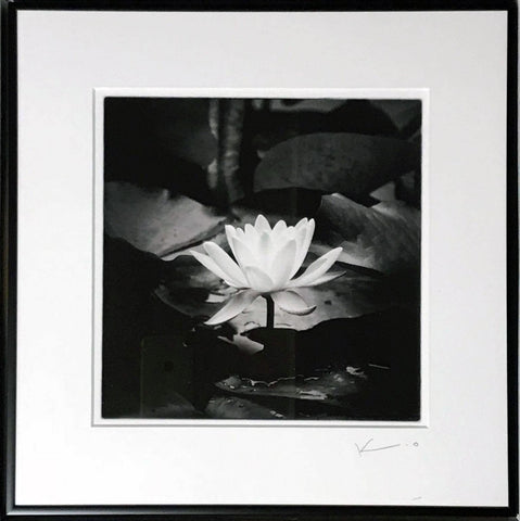 Untitled (Lotus)