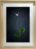 Untitled #1